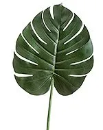 Лист Монстеры Биг 30.0618230L