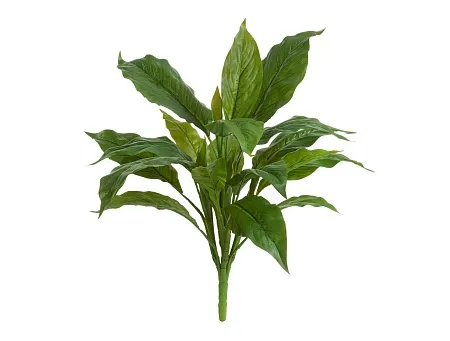 Спацифилум куст Мидл зелёный (Sensitive Botanic) 2...