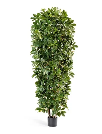 Шеффлера коллоновидная большая пестрая  10.38206NW