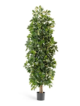 Шеффлера колонновидная пестрая 10.38106NW