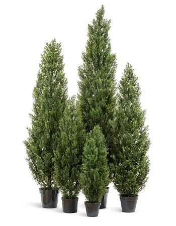 Туя Эйр Элеганс уличная 10.0215054/4N