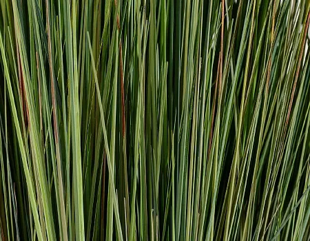 Трава Осока куст в-90 см 2/2 20.1040NX