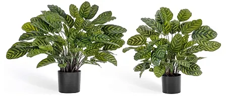 Калатея крупнолистная в горшке 20.1014XL