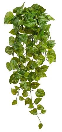 Потос Ауреум ампельный большой (Sensitive Botanic)...