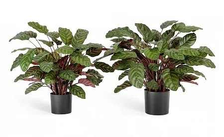 Калатея крупнолистная зелено-бордовая в горшке 20...