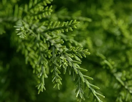 Кипарис Тауэр уличный новый 10.56004N