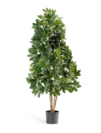 Шеффлера натуральная зеленая  10.38505N