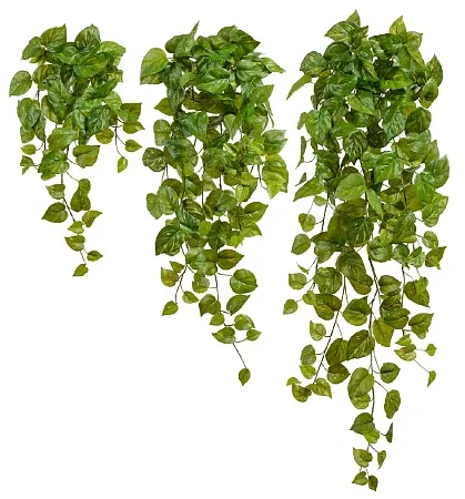 Потос Ауреум ампельный большой (Sensitive Botanic)...