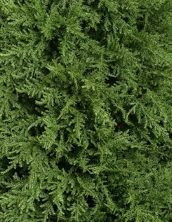 Кипарис Тауэр уличный новый 10.56004N