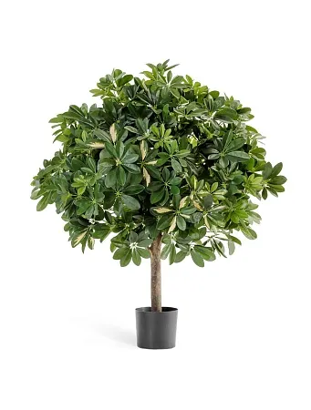 Шеффлера гигантский шар пестрая  10.38604NW