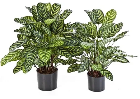 Калатея крупнолистная в горшке 20.1014N