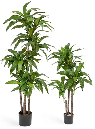 Драцена зеленая Джанет Крейг 4 ствола 10.58204N