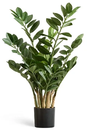 Замиокулькас кустовой 10.46303N