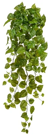Потос Ауреум ампельный большой (Sensitive Botanic)...