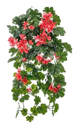 Герань ампельная (3 цвета) 20.1090PK