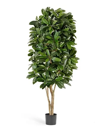 Шеффлера Леди  10.38405N