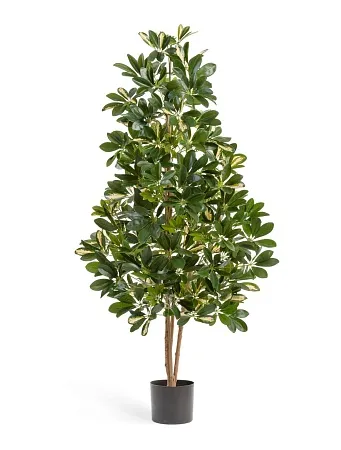 Шеффлера натуральная пестрая 10.38505NW