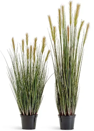 Трава Осока Элеганс куст в-120 см д-25 см с зелёны...