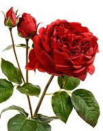 Роза Дэвид Остин Роял ветвь алая 30.11170019SR