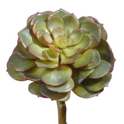 Суккулент Эхеверия зеленая  30.03070003/2