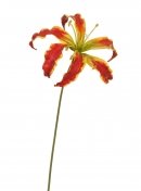 Глориоза алая с желтым 30.11170009RDY