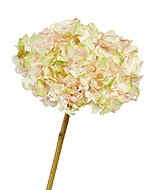 Гортензия нежно-розовая с нежно-лаймовым 30.111700...