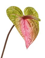 Антуриум зелено-розовый 30.11170006PKG