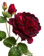 Роза Дэвид Остин Роял ветвь бордово-красная 30.111...