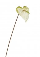 Антуриум бело-зеленый 30.11170006WHG