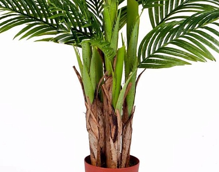 Пальма Арека Катеху 10.071409