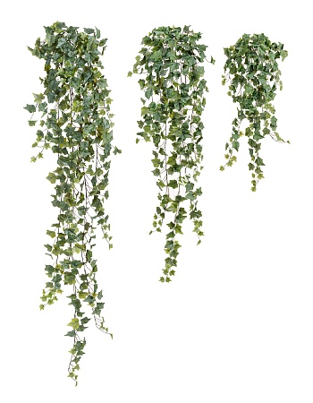 Английский плющ Олд Тэмпл припыленно-зеленый 20.05...