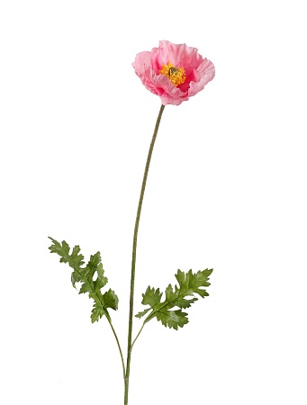 Мак Ширли розовый 30.03170272PK