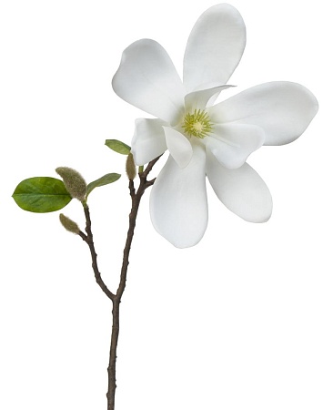 Магнолия белая ветвь 30.0613152