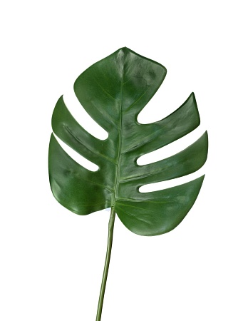 Лист Монстеры 30.0614185