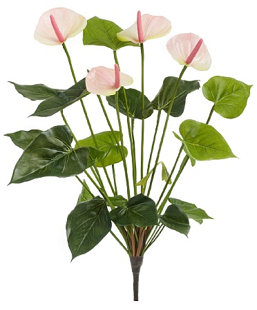 Антуриум куст де люкс крем-нежно-розово-лаймовый в...