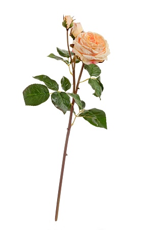 Роза Дэвид Остин Мидл ветвь св.персиковая 30.11170...