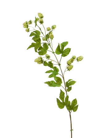 Хмель ветка светло-зеленая 30.0312010