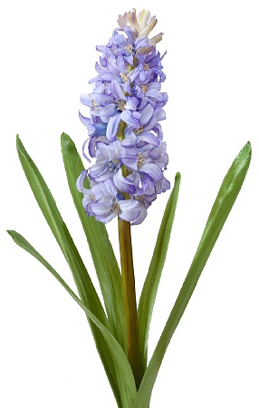 Гиацинт сиреневый  30.03070001/2