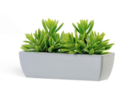 Суккулент Седум нежно-зеленый в сером кашпо 20.021...