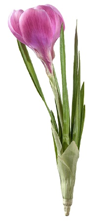 Крокус розовый  30.03080068PN