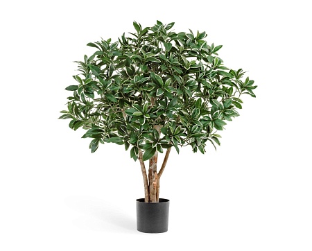 Эонимус (Бересклет) Японский  10.52702N