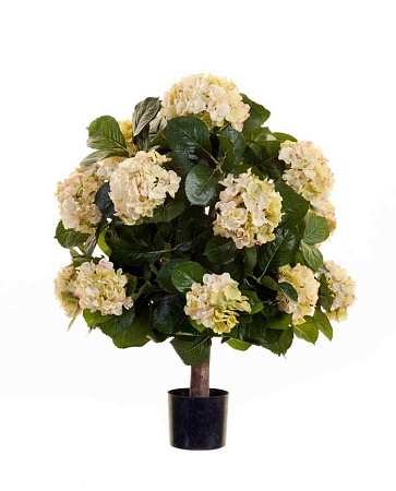 Гортензия куст Макси кремово-зеленый в горшке 20.6...