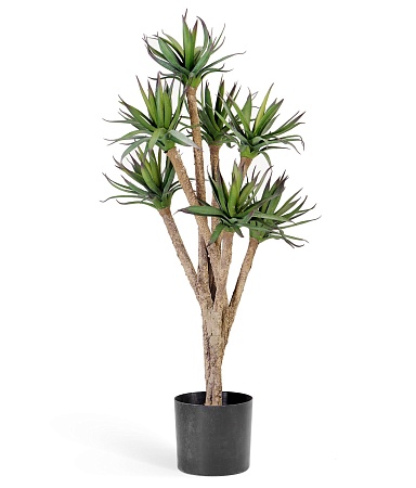 Агава  10.40402N