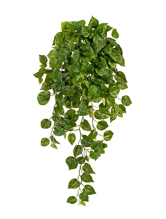 Филодендрон Элегант ампельный большой новый 20.137...