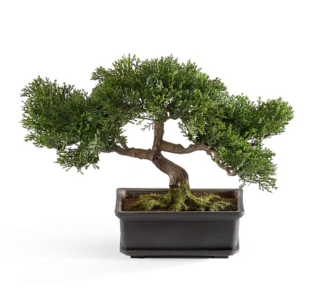 Бонсай Сосна-мини в кашпо 10.0209800