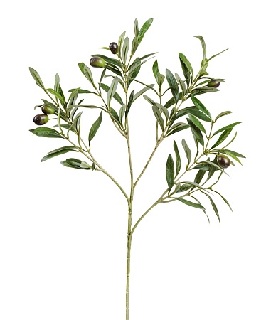 Ветка оливы натуральной с плодами 20.1650NF