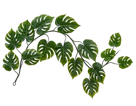 Монстера лиана дл-240 см 15 листов (Sensitive Bota...