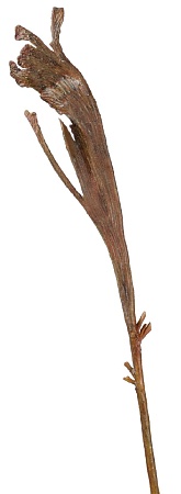 Ветка Салекса коричневая 30.0613206BR