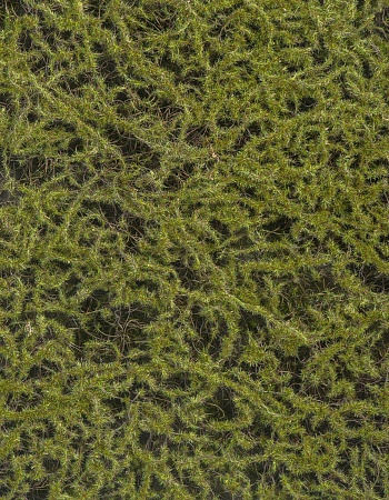 Искусственный Мох Сфагнум Fuscum оливково-зелёный ...