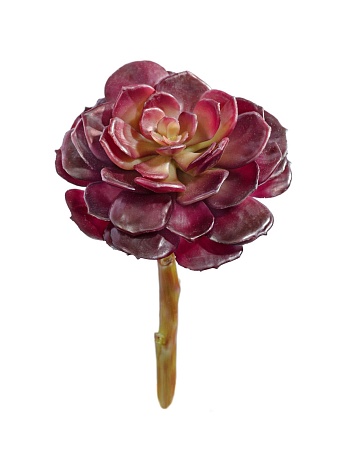 Суккулент Эхеверия бордо 30.03070003/1